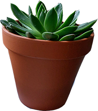 A green succulent in a terracotta pot.